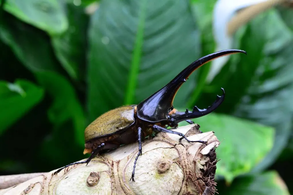 Hercules beetle on tree