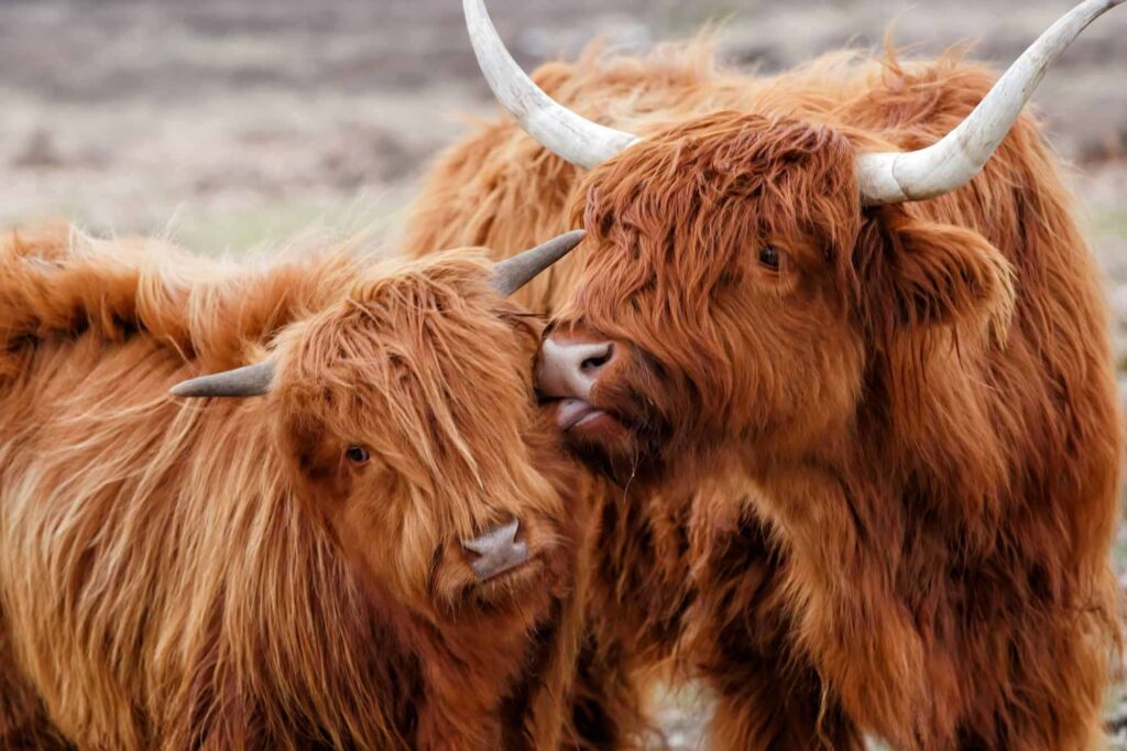Highlander cow cattle (Bos taurus taurus) mother showing affection to her calf