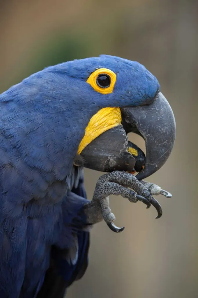 Hyacinth macaw (Anodorhynchus hyacinthinus) closeup