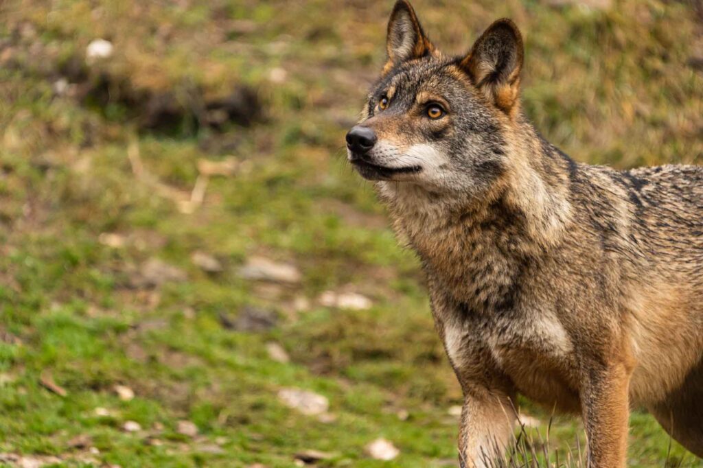 Iberian wolf looking up