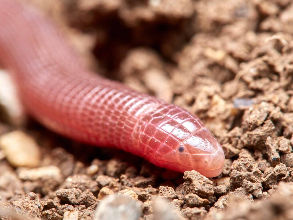 Closeup of an Iberian worm lizard