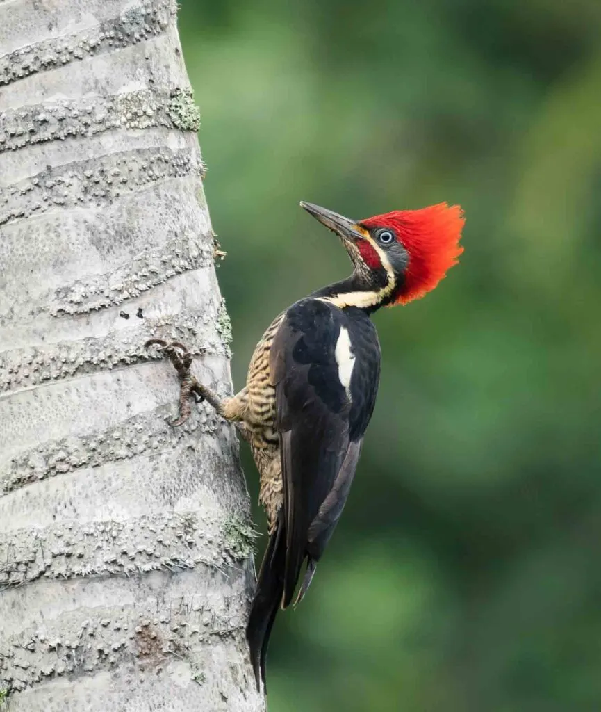 An imperial woodpecker on a trunk