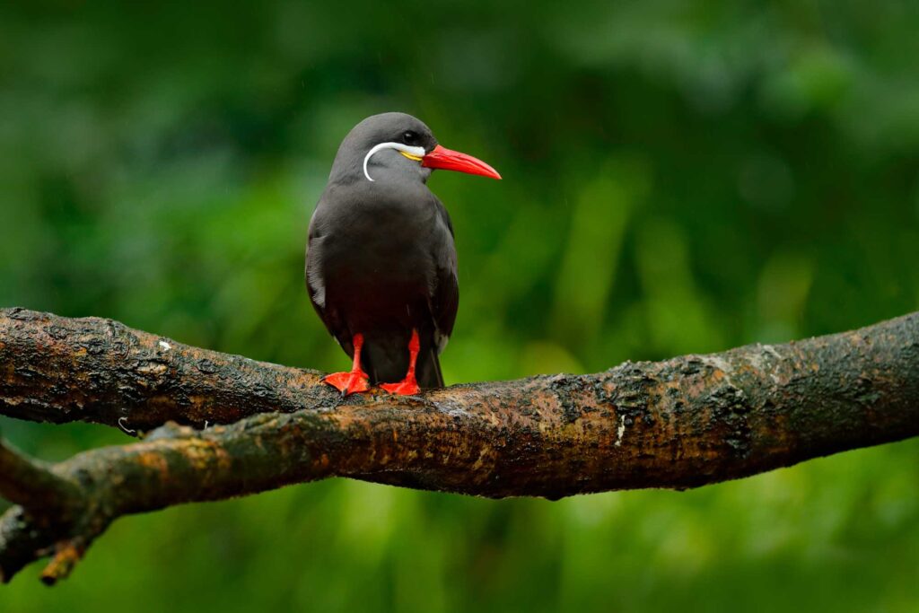 Black Inca Tern with red bill