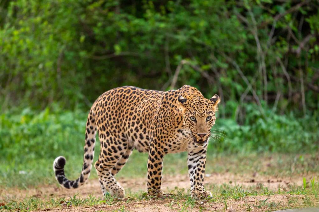 Indian male leopard making eye contact