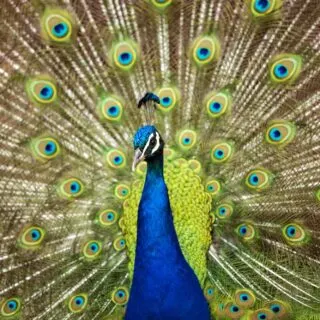 Male Indian peafowl