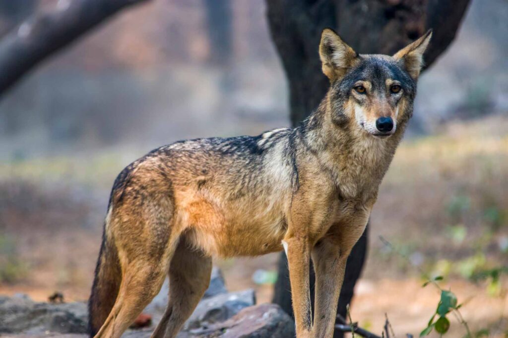 Indian wolf stands on a rock