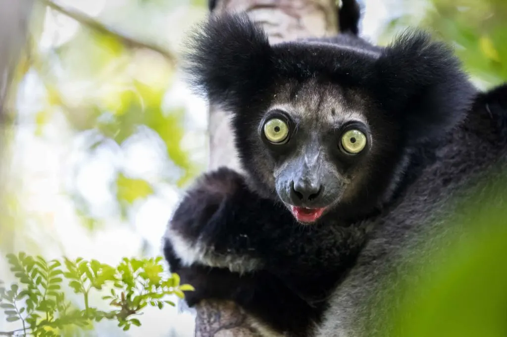 Portrait of Indri indri on a tree