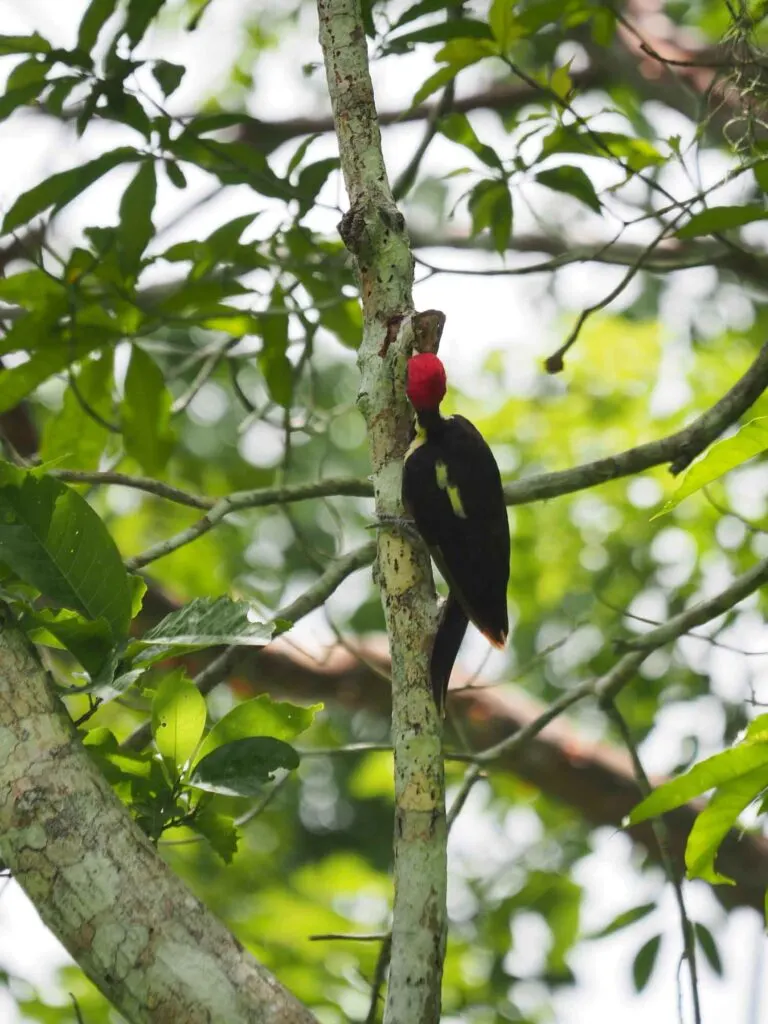 Ivory-billed woodpecker on the tree