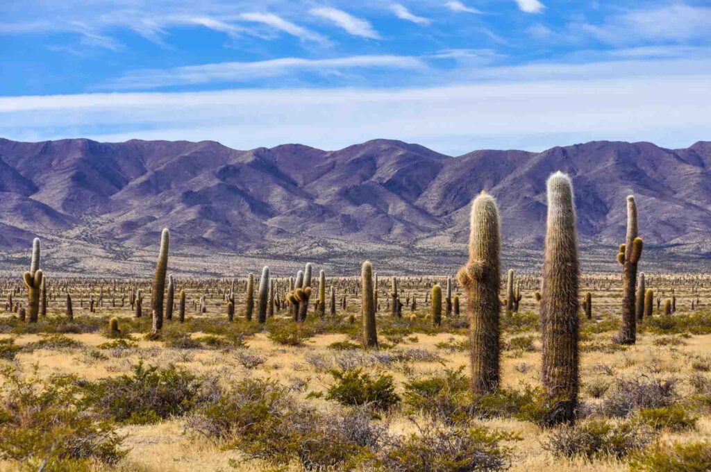 Monte Desert in Argentina