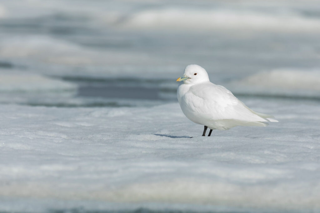 Ivory gull on the ice