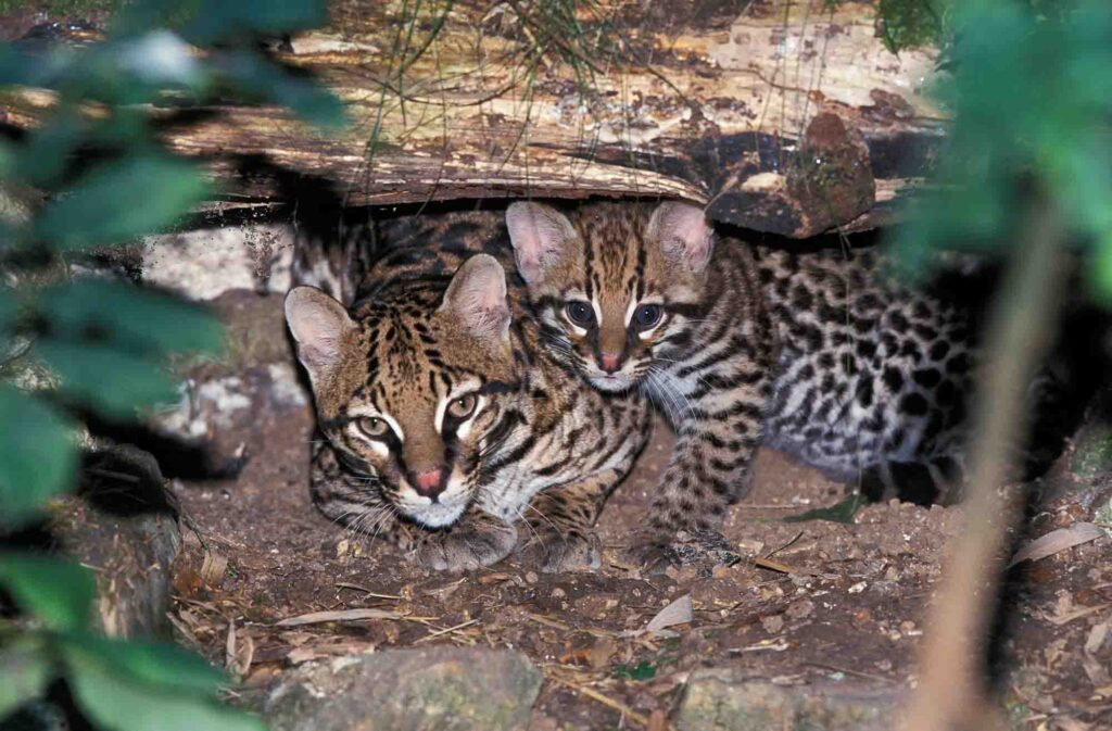 female Ocelot with cub