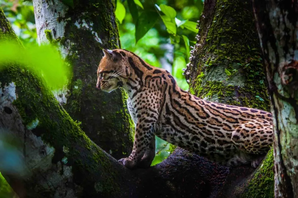 The ocelot is one of the prettiest animals that start with O!