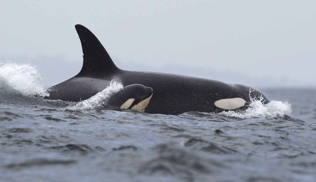 A killer whale calf swims alongisde its mother