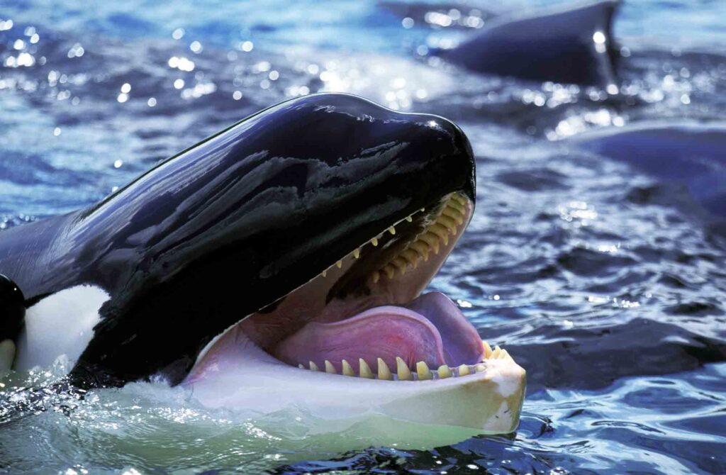 The killer whale is also known as orca