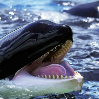 Killer whale with open mouth
