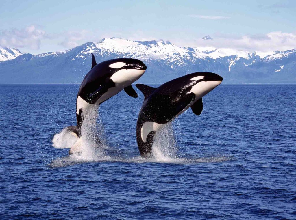 Killer whale pair leaping