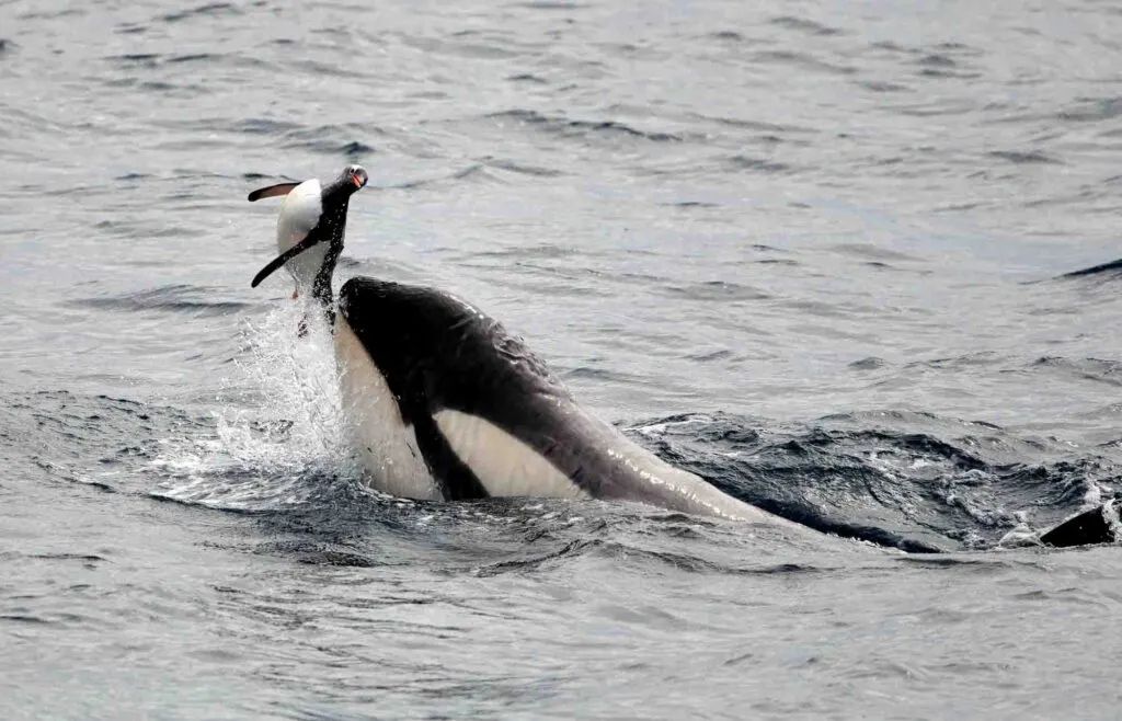 Killer Whale hunting Penguin