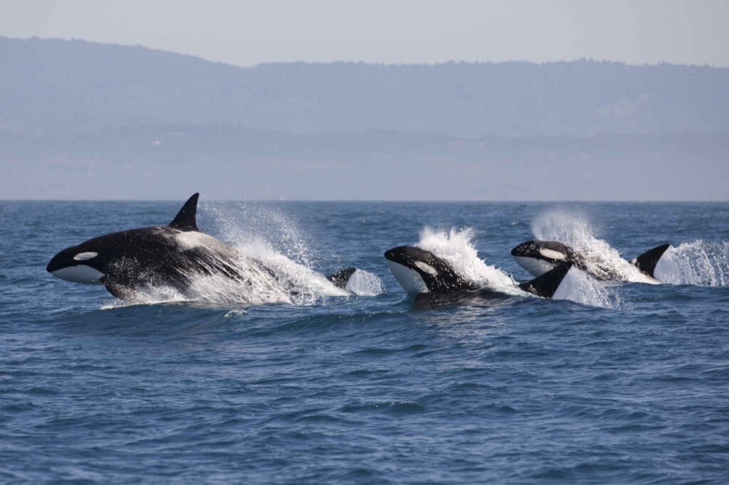 Killer Whale group