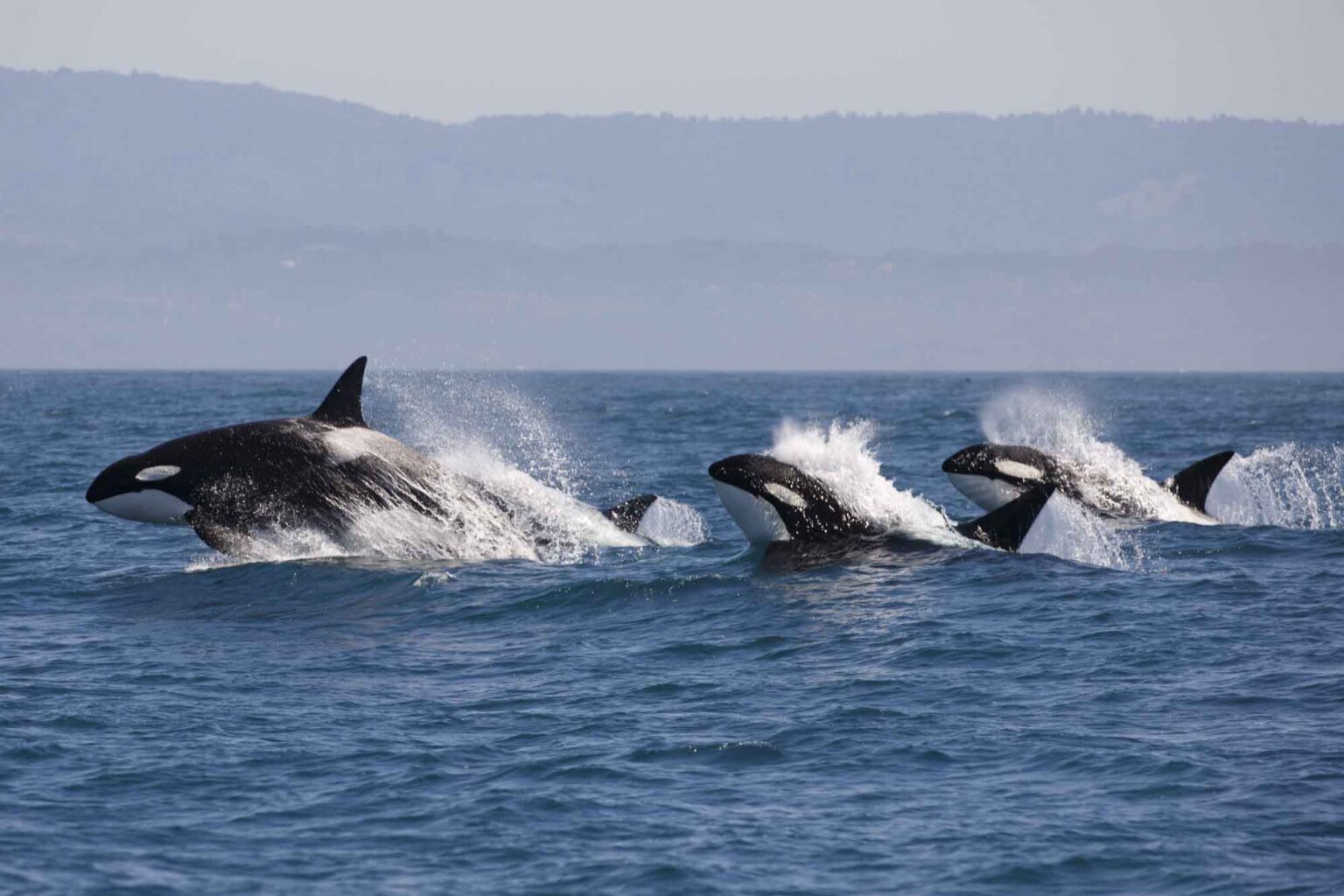 Killer Whale Orcinus Orca Wildlife Explained