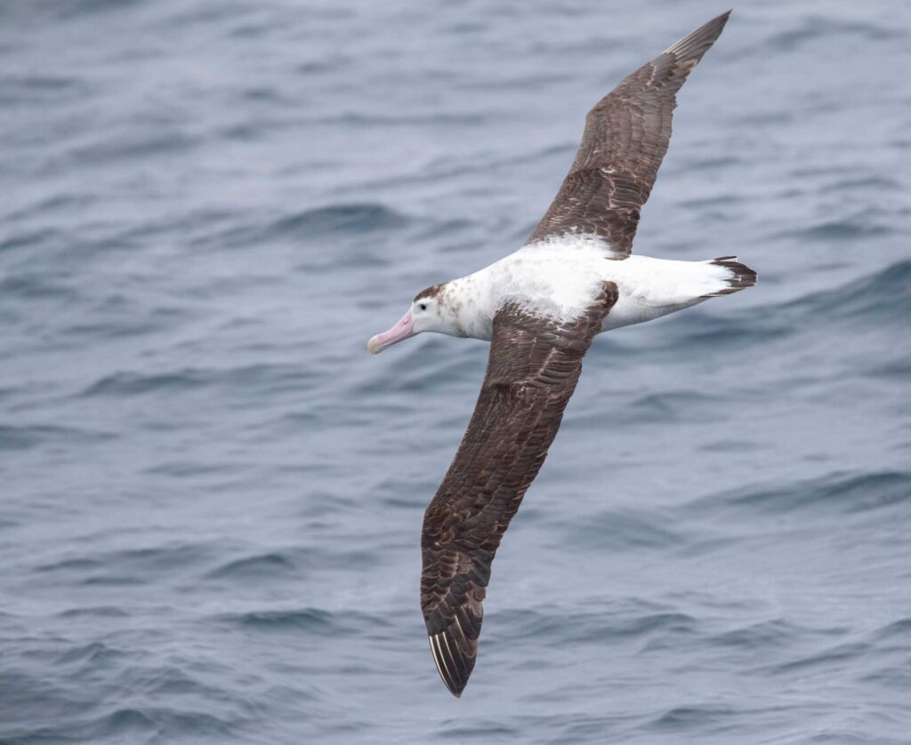 Antipodean albatross (Diomedea antipodensis) flying over the ocean
