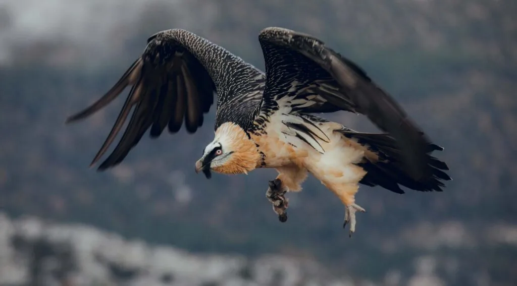 Bearded Vulture or Lammergeier, Gypaetus barbatus, flying bird on the rock mountain