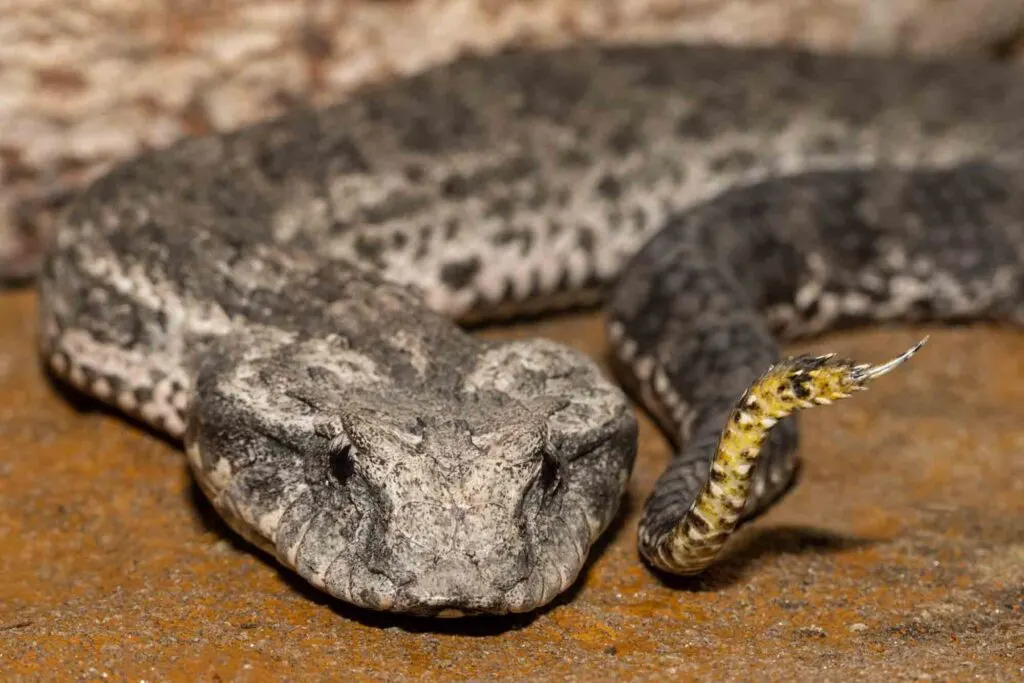 Close up of Australian Common Death Adder snake showing lure at tip of tail