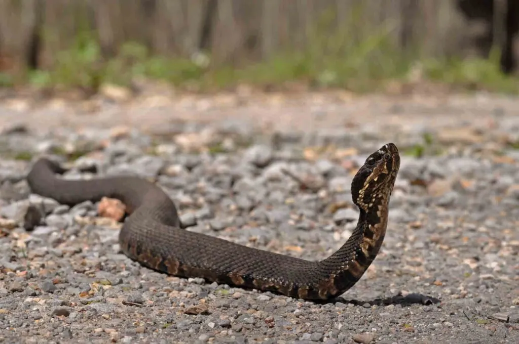 Cottonmouth viper with head up alert on road