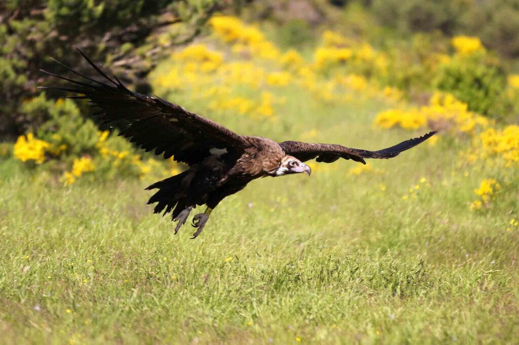 Eurasian Black Vulture (Aegypius monachus) in flight