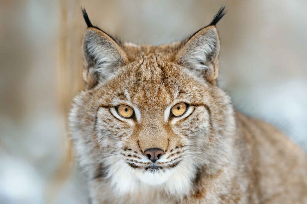 Eurasian lynx portrait