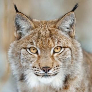 Eurasian lynx portrait