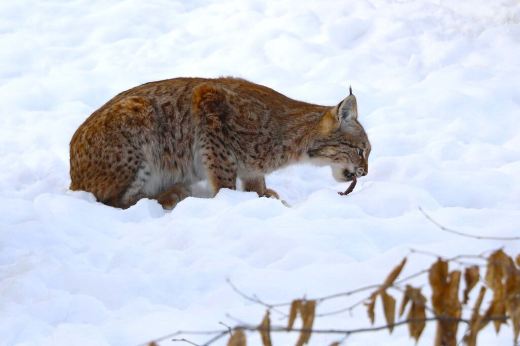 An Eurasian lynx sits in the snow and eats prey