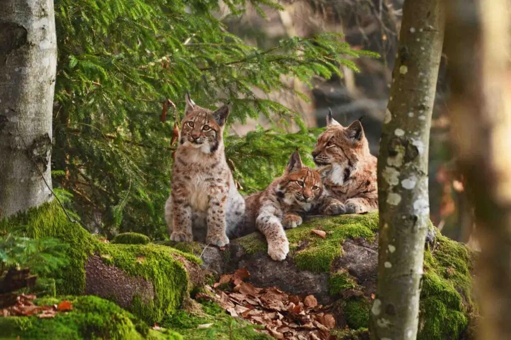 Eurasian lynx family in the forest