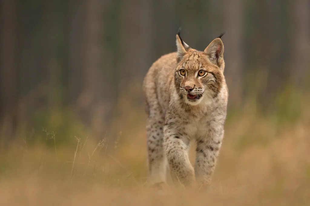 Eurasian lynx walking in natural habitat