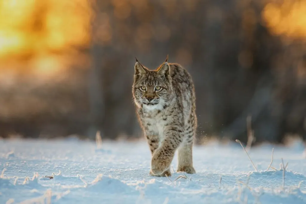 Eurasian lynx walking on the snow during sunrise