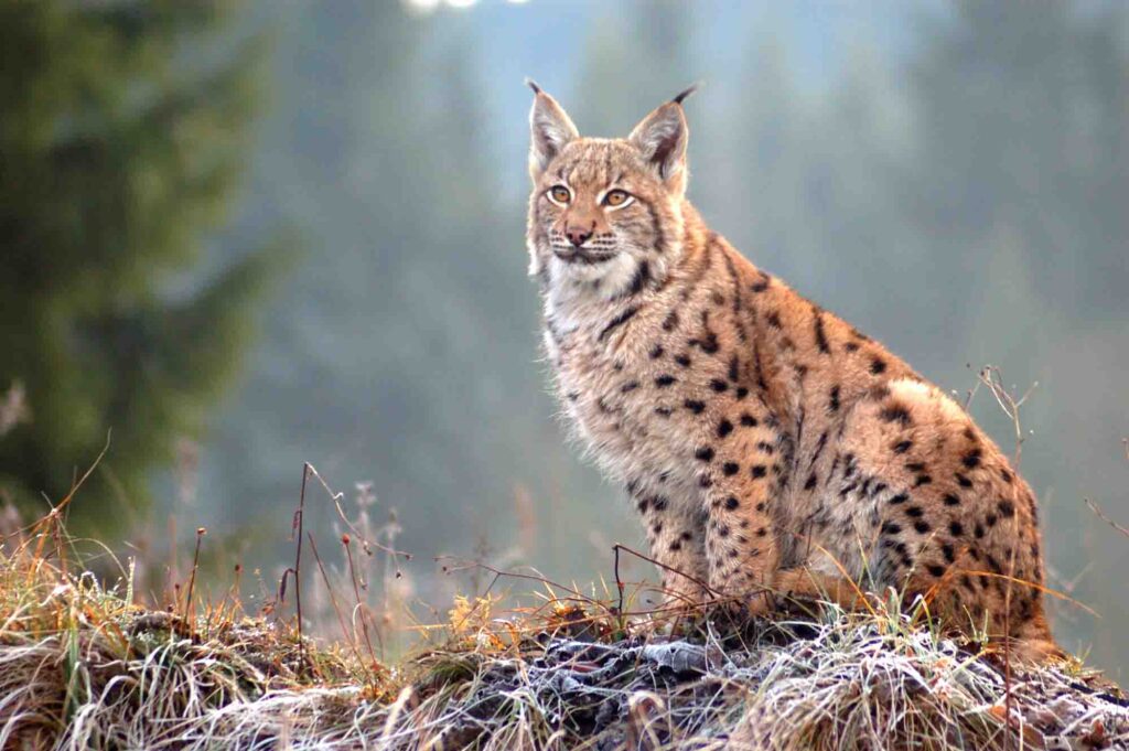 The Eurasian lynx (Lynx lynx) sitting in the woods
