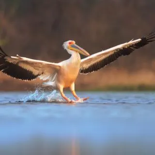Great white pelican landing