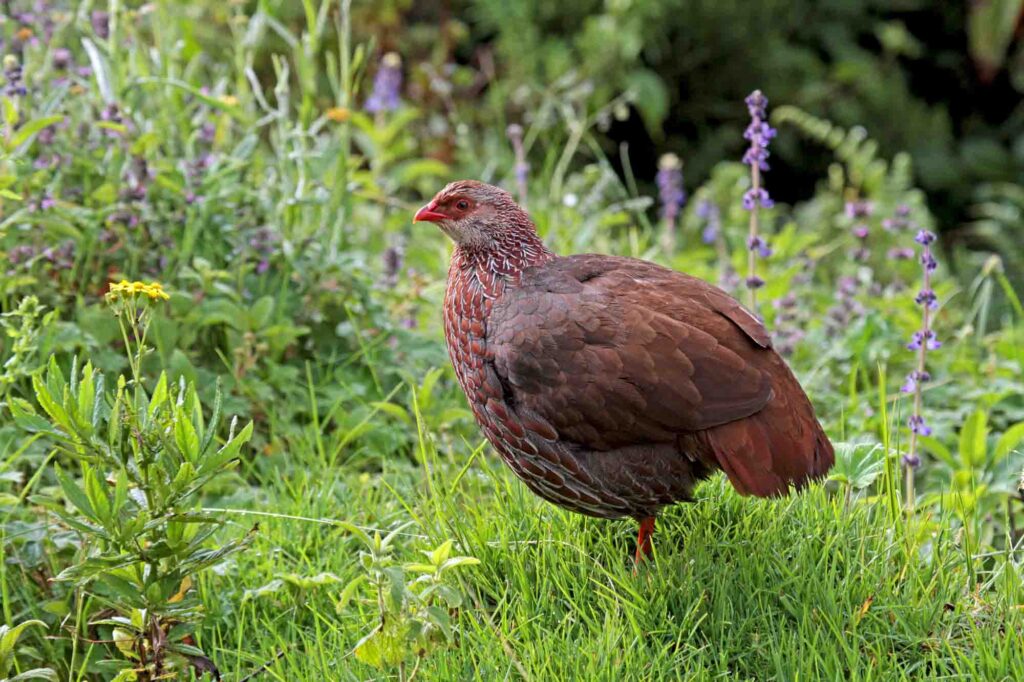 Jackson's francolin standing on grass