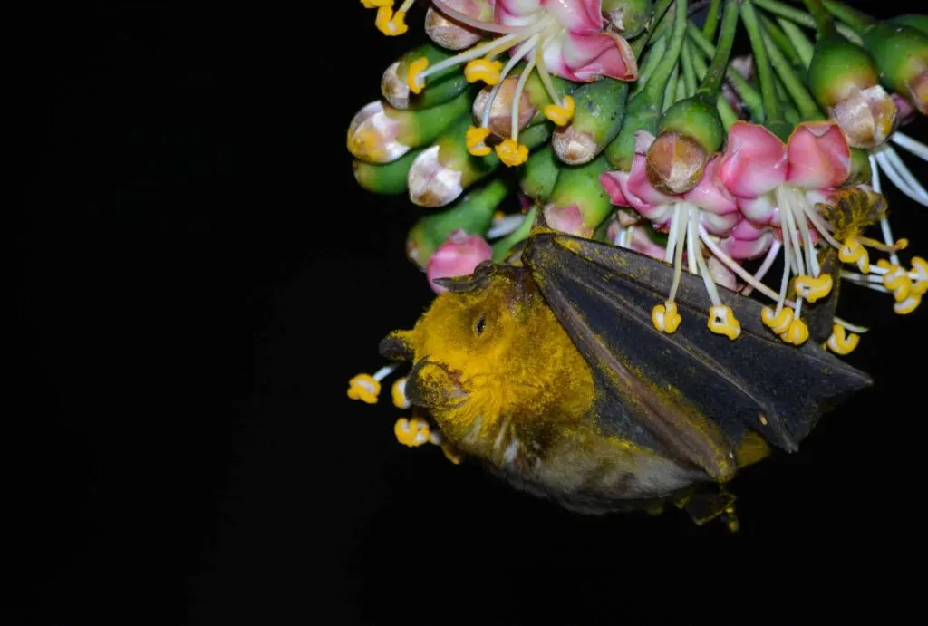 Jamaican Fruit Bat covered in Pollen