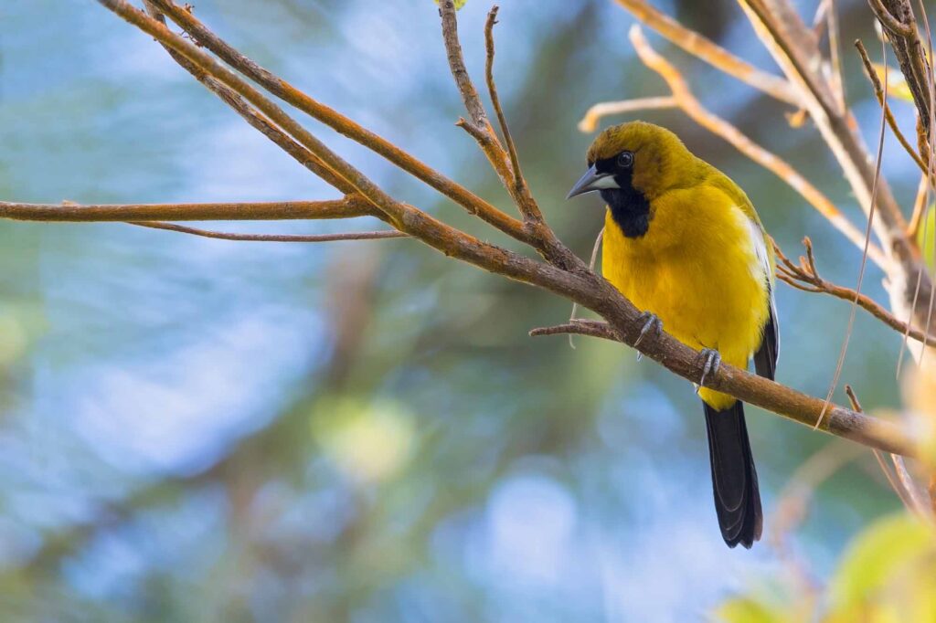 Jamaican Oriole perched in tree