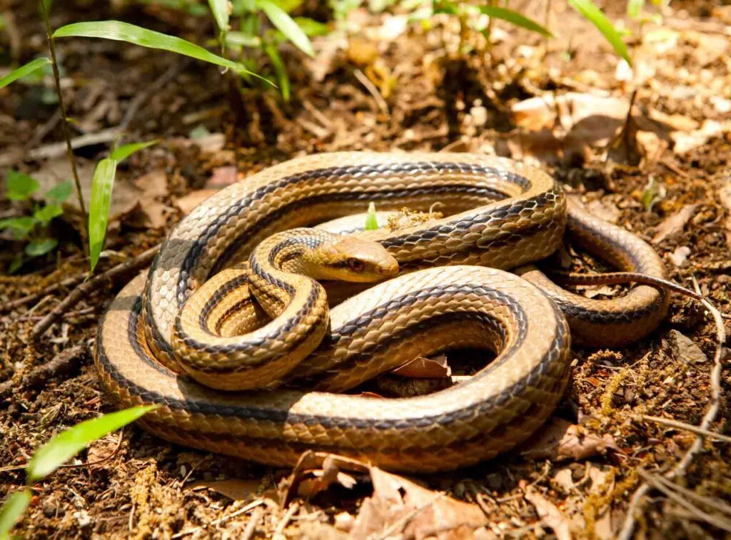 Japanese Four-lined Ratsnake in the wild