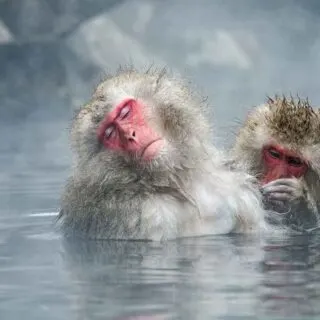 Japanese Macaque in hot spring