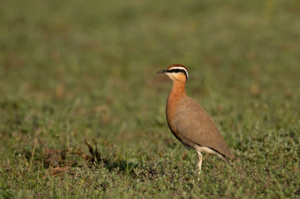 Jerdon's Courser on a sunny day