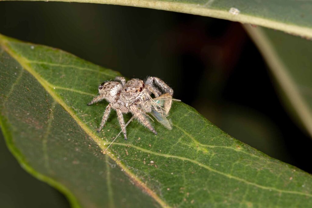Male Jumping spider on leaf