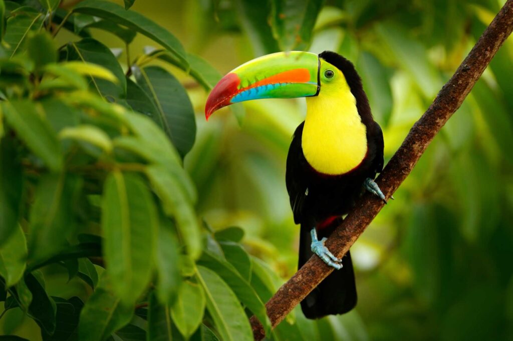 Keel-billed Toucan sitting on a branch
