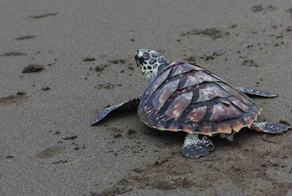 Kemp's Ridley sea turtle on sand