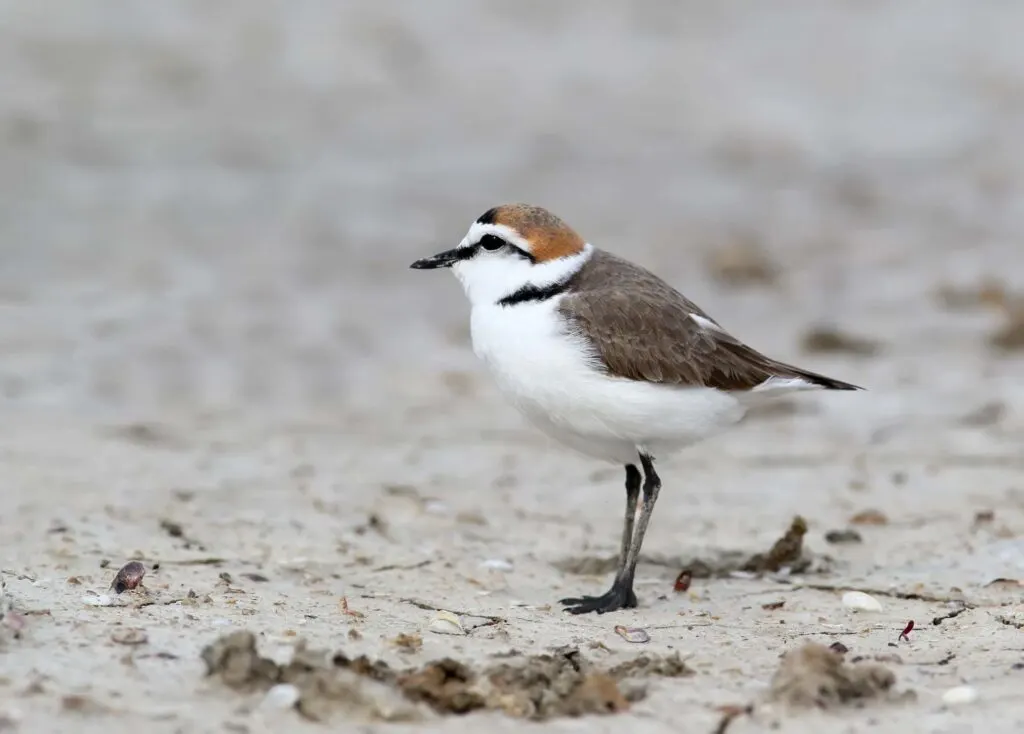Kentish plover standing on the sand