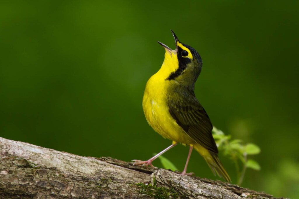 A singing male Kentucky Warbler