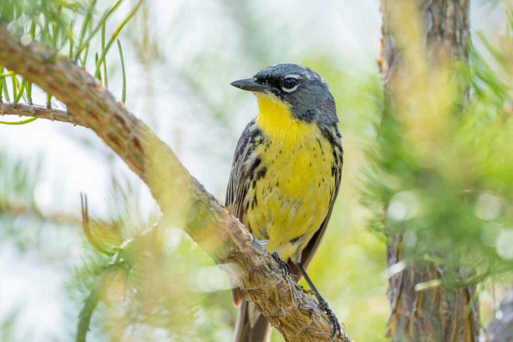 Kirtland's warbler perches in a jack pine