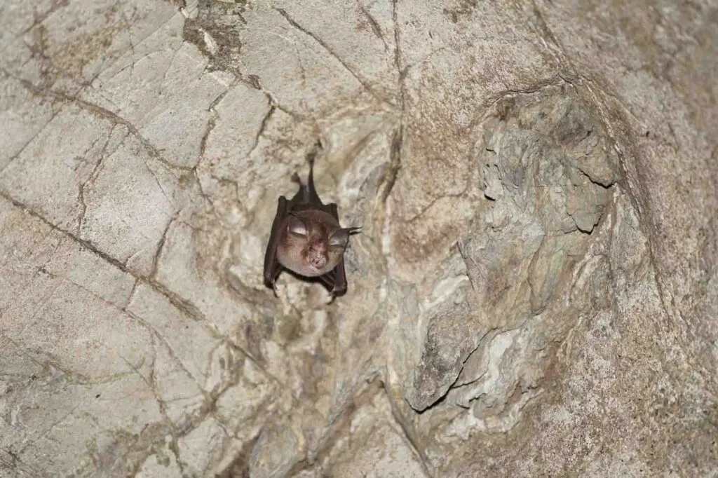 Kitti's hog-nosed bat in cave