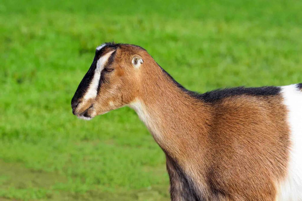 Lamancha Goat portrait